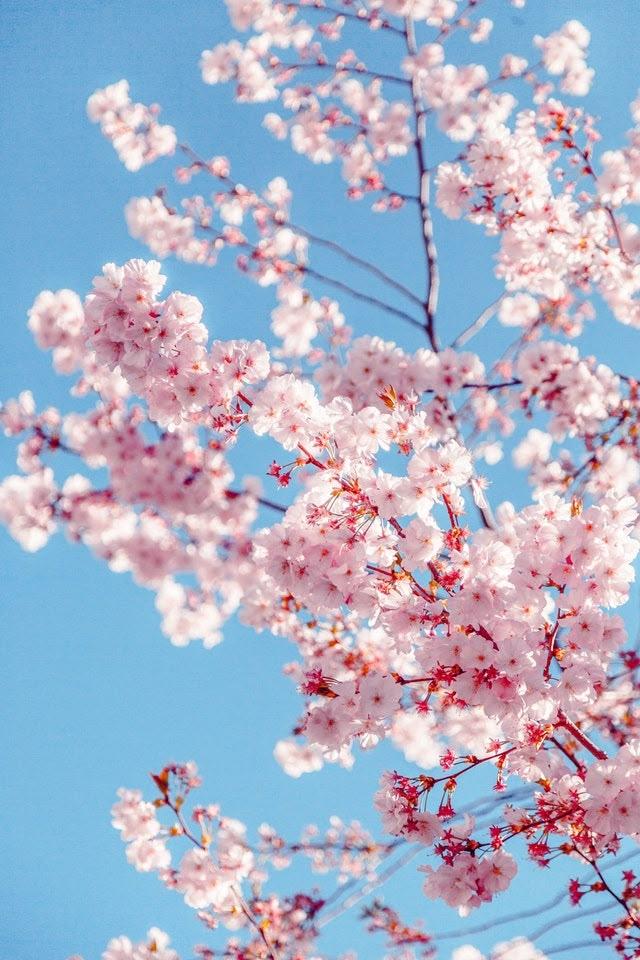 Secret Garden: Enchanted Blossom Array